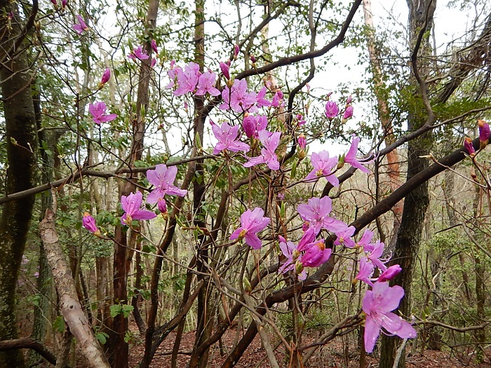 【コバノミツバツツジ】静岡以西の本州、四国及び九州の山地に分布する。自生地では春になると他の花木に先駆けて開花し、山一面を紫色に染めて春の訪れを告げる。