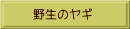 野生のヤギ