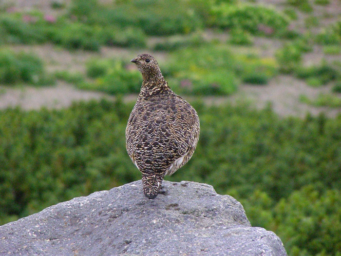 ライチョウ♀成鳥