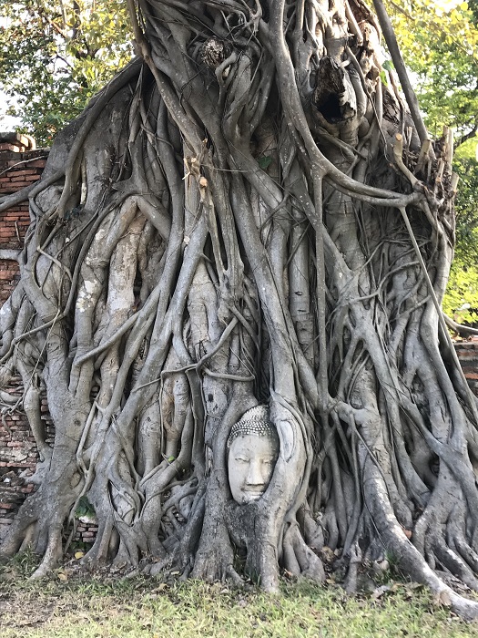 ワットマハタート。木の根に包まれた仏像の顔。