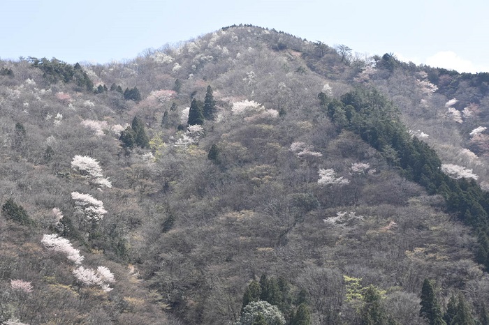 【早春の花咲く山】ヤマザクラ、タムシバ、マンサク等です。