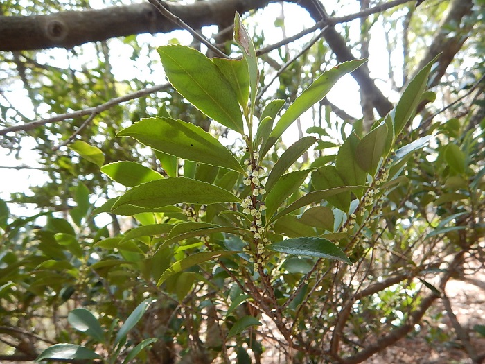 【ヒサカキ】年間を通じて艶のある葉をつけるためサカキ同様に縁起の良い木とされ、神棚へ供える玉串に使われる。