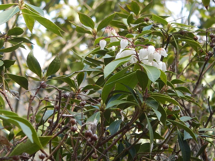 【アセビ】早春に穂で咲く小さな白い花や、紅色の新芽、濃い緑色の葉が美しい。庭木や鉢物として栽培され、園芸品種も数多くあります。