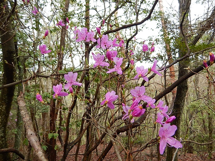 山の花木 お知らせ 株式会社テイコク テクノ