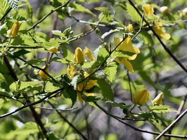 【ヤマブキ】北海道から九州まで見られる落葉性の低木です。万葉集の歌に詠まれるほど古くから日本人に親しまれています。