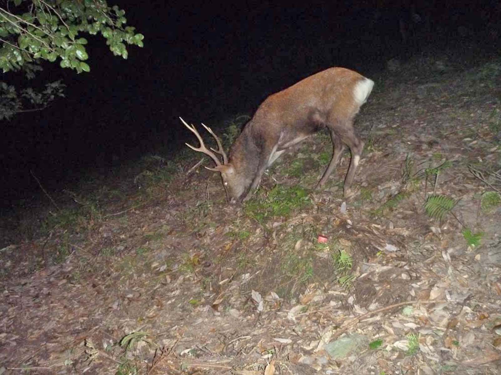 ニホンジカ♂：ひたすら草を食べています。